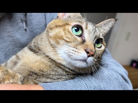 飼い主が帰宅すると全力で歓迎してくれる猫の甘えモードが止まりません