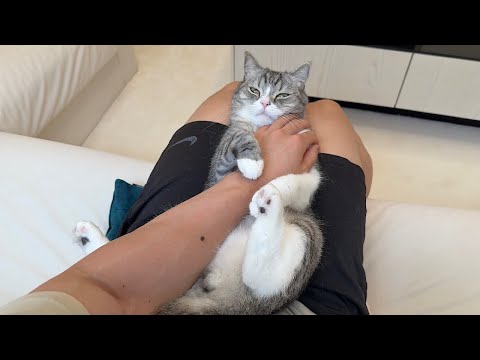 テレビ見てると甘えんぼ猫が「こっち見て」と腕を掴んで離してくれないので困ってます…