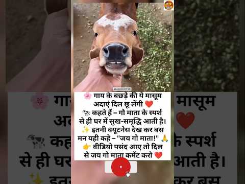 "सच्ची खुशी तो गाय के स्पर्श में ही है 🙏❤️"