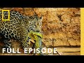 Jungle Ecosystem and Adaptations