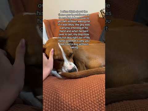 This Is Why You Don't Pet Dogs Without Asking