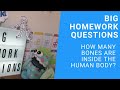Understanding the Human Skeleton