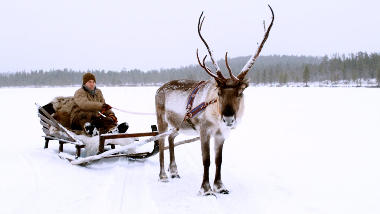Magical Finland Sleigh Ride! Reindeer Family and Me BBC Earth