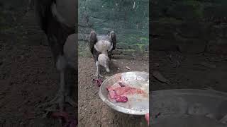 King of Birds Rescue #shortvideo #youtubeshorts #trending
