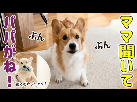 不満があるとすぐママに言いつけに来るコーギー