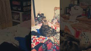 my cat having a bath