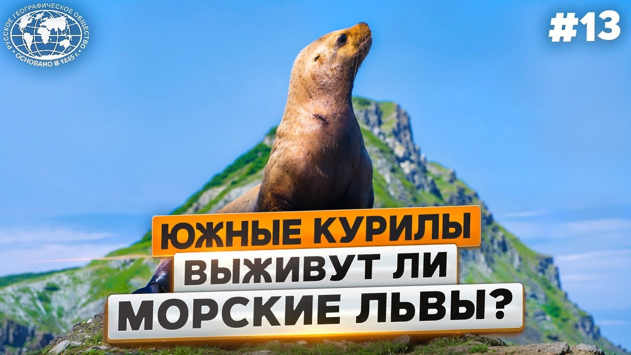 Южные Курилы: морские львы и сцинки - Русское географическое общество