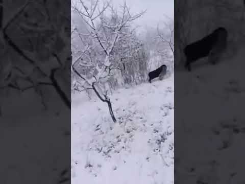 Қасқыр ,волк