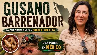 El Gusano Barrenador: Qué es, cómo identificarlo y cómo prevenirlo | MVZ Cristina Ramo