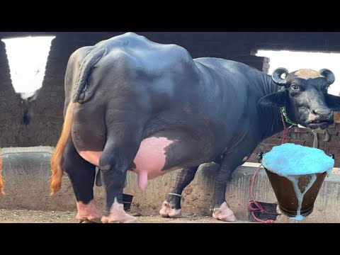 Buffalo Milk aur Udder Increase krny ka Formulla ll Wanda ll Nili Ravi Buffalo Farming #buffalo #cow