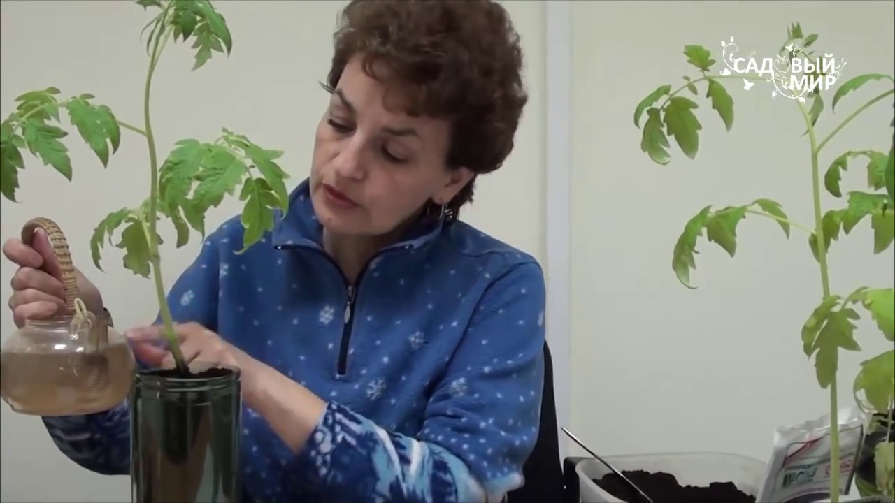Что делать если рассада вытянулась и переросла?