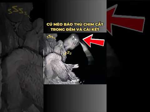 Cú Mèo Báo Thù Chim Cắt Trong Đêm – Cái Kết Bất Ngờ!