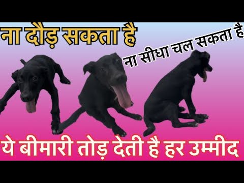 Cerebellar Abiotrophy in dogs!! Cerebral Ataxia !! Dog cant walk