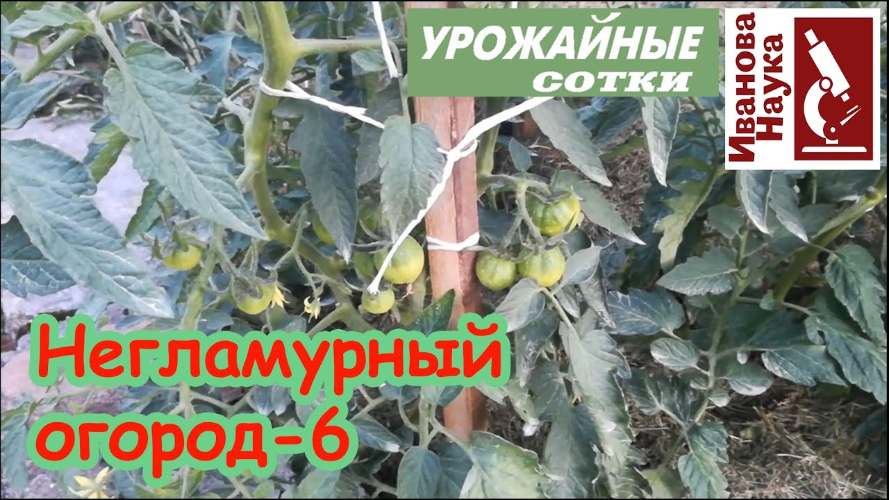 Без обработок, опрыскиваний и химии. Пришло похолодание пора погонять фитофтору и кладоспориоз