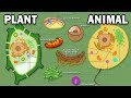 Comparing Plant and Animal Cell Structures