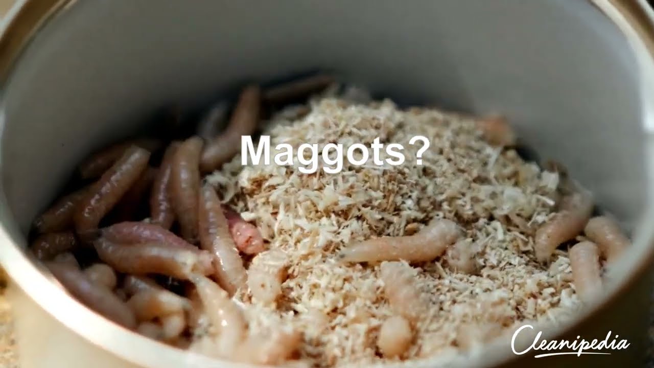 maggots in food