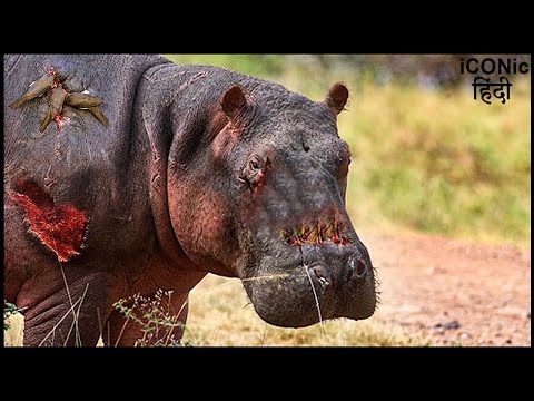 आज इस हिप्पो के साथ बहुत बुरा होने वाला है | Fearsome Animals Fight For Ma*ting Rights