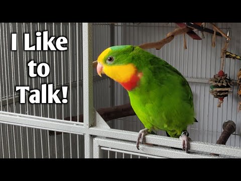 A Chatty Morning with My Superb Parrot Malibu!