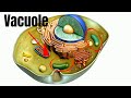 Understanding Vacuoles in Cells
