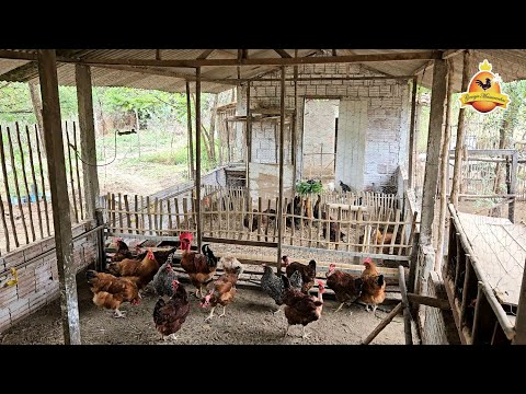 Galinheiro tipo Galpão: Pontos Positivos e Negativos