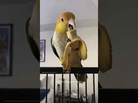 The parrot eating a banana is so cute😻❤️