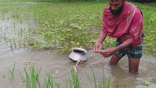 মনোরম পরিবেশে বিলে বৃষ্টির পানিতে জাল দিয়ে কৈ ও বাইলা মাছ ধরা। Traditional Net Fishing in village