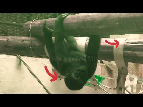 Ringo Shows Off His Skills by Mimicking a Sloth’s Workout!林戈超厲害，模仿樹懶健身！