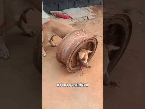 This dog got stuck in the ring of a car wheel #justdogs #shorts