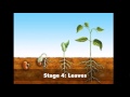 Plant Life Cycle Concepts