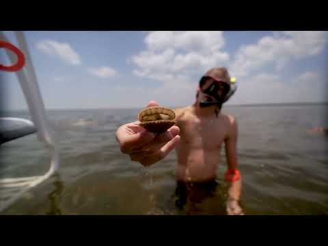 You've Gotta Try This: Scalloping Adventure in Steinhatchee
