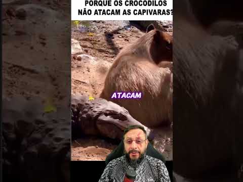 Jacaré não come capivara?