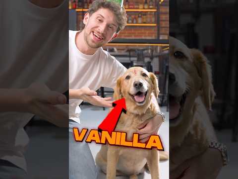 COZINHEI PRA UM CACHORRO!! 🐶🎂