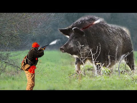 How American Farmers Deal With Giant Wild Boars Attacking Farms And Crops