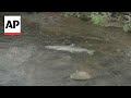 Salmon Habitat Restoration and Return
