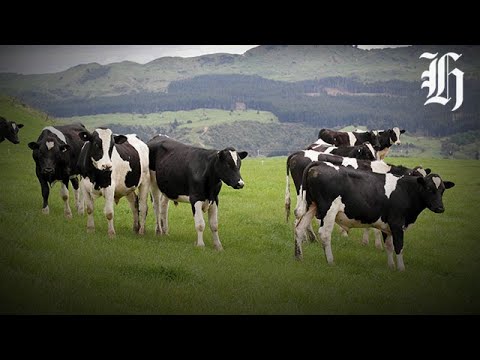 YouTube video thumbnail: Dairy, Beef and Lamb on the up but Cropping Farmers 'Struggling'