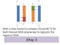 PCR Techniques and Applications