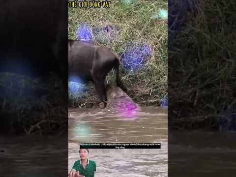 Linh dương bị cá sấu ngoạm lấy đuôi lôi xuống sông. #shortvideo #shorts  #thegioidongvat.