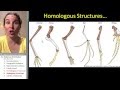 Genetics and Evolutionary Structures
