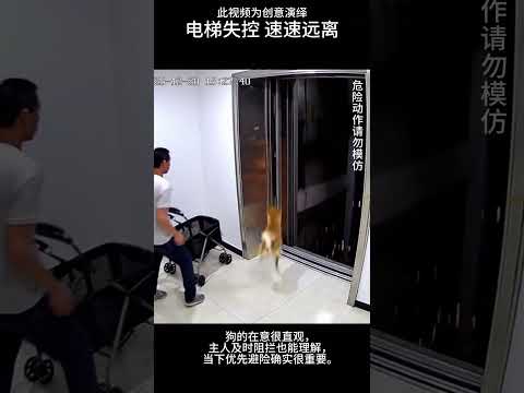#电梯#ai#狗#dog
