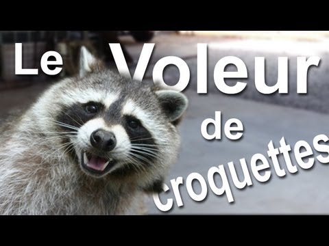 LE VOLEUR DE CROQUETTES - PAROLE DE RATON LAVEUR