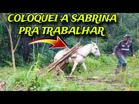 INACREDITÁVEL OQUE ESSA MULA FEZ DESTA VEZ .!! PUXANDO AS ESTACAS COM A SABRINA