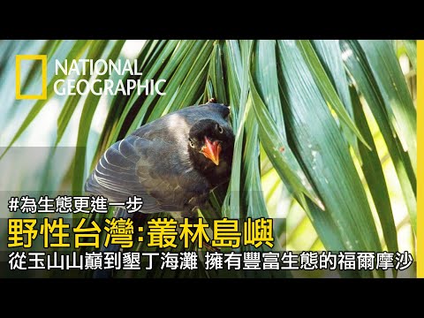 【野性台灣：叢林島嶼】全片線上看｜生在台灣的你，有看過全片中多少的美麗生物？ - YouTube