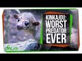 Kinkajou: The Unusual Carnivore