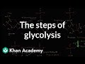 Glycolysis Concepts and Processes