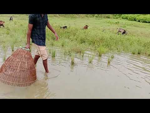 Catching fish after rain in our area | Catch fish video 2024