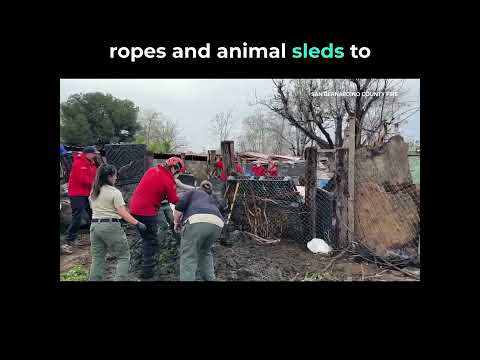 Heartwarming large animal rescue by San Bernardino County Fire 😍 #shorts