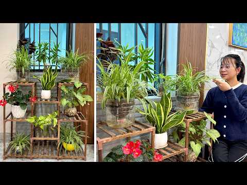 How to grow plants without daily watering and tips to cool indoor spaces