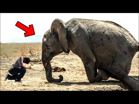 Weinender Elefant fleht Mann um Hilfe. Was dann geschah, ist unglaublich