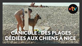 Canicule et animaux : à Nice, les chiens ont accès à 2 plages et le Parc Phoenix doit s'adapter