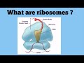 Understanding Ribosomes and Proteins